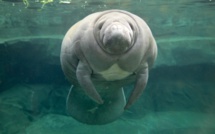 USA: un nombre record de lamantins en Floride