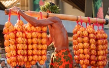 Les plateaux des orangers ouverts au public jusqu’au 31 août