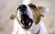 La répression contre les nuisances sonores entre dans le Code de l'environnement