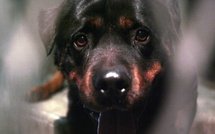 Un enfant de neuf ans tué par le chien de la famille dans le Loiret