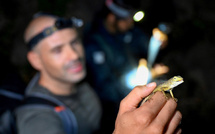 Du karst cambodgien jaillissent de nouvelles espèces animales