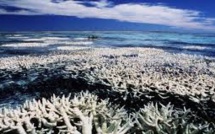 La Grande barrière de corail présente des signes de blanchiment