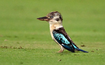 Des scientifiques découvrent un taux important de changement de sexe chez certains oiseaux