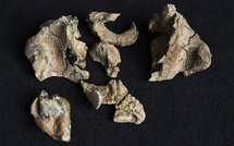 Australie: découverte d'une baleine préhistorique