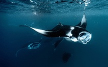 Les raies mantas en danger