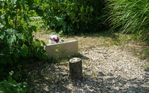 Enquête ouverte après l'abattage d'un olivier à la mémoire d'Ilan Halimi, indignation unanime