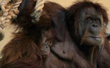 Des orangs-outans brûlés vifs en Indonésie