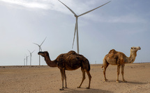 Près de 50°C enregistrés dans une ville du Sahara occidental, record pour un mois d'août