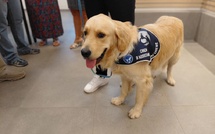 Ukyo, un chien aux côtés des victimes