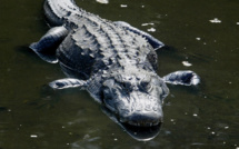 Les alligators, voisins intéressés des oiseaux 