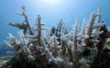 Un important blanchissement corallien aux Marquises