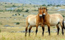 Autrefois au bord de l'extinction, le dernier cheval sauvage du monde de retour en Russie