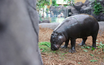 Toni, hippopotame pygmée, nouvelle recrue du zoo de Mulhouse