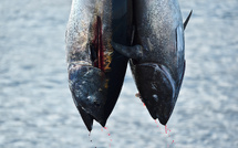 Cantines scolaires: huit mairies suppriment temporairement le thon des menus