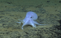 Hawaï : une pieuvre "fantôme" découverte en grande profondeur
