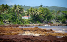 Aux Antilles, mobilisation accrue contre les arrivages massifs de sargasses