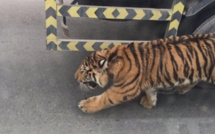 Qatar: un tigre en liberté dans les rues de Doha