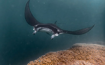Qu’y a-t-il derrière le projet Mantas de Polynésie ?