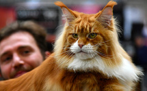 Depuis 1.000 ans, l'impact de l'homme sur la taille des animaux s'intensifie