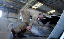L'armée russe veut acheter cinq dauphins de combat