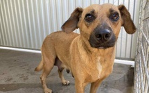 ​Tahiti ‘Ūrī Days, pour les chiens du Fenua