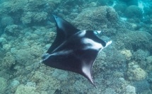 Pixelle, la manta pas comme les autres, sauvée de la mort