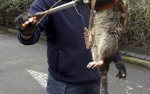 La photo d'un rat géant capturé à Londres fait le tour du web