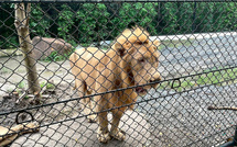Thaïlande: un zoo sous le feu des critiques après une attaque de lion mortelle