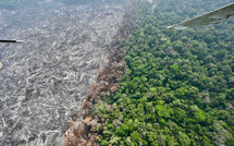 Brésil: la forêt amazonienne amputée d'une surface équivalente à l'Espagne en 40 ans