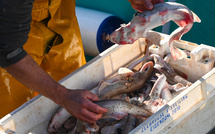 Les pêcheurs français réunis à Boulogne-sur-Mer, en quête de visibilité