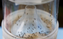 Dengue, chikungunya: efficacité variable des différentes techniques de lâchers de moustiques, selon l'Anses