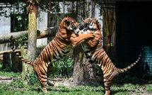 Malaisie: indignation après la découverte de la carcasse d'un tigre en danger de disparition
