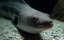 Moorea : culture et science en dialogue autour des anguilles du Fenua