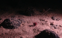 ​L’étude qui dissuade d’exploiter les grands fonds