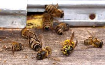 Abeilles: Appel aux députés pour une interdiction des pesticides "tueurs d'abeilles"