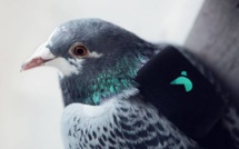 Une patrouille de pigeons mesure la pollution à Londres