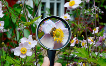 L'Europe doit sauver sa biodiversité, alerte un rapport