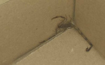 Colis postaux : que faire à la découverte d’un passager clandestin ?