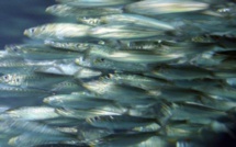 Méditerranée: des changements environnementaux font maigrir anchois et sardines
