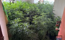 Saisie importante de cannabis à Paea