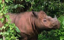 Indonésie: premier contact depuis des décennies avec un rhinocéros rare à Bornéo