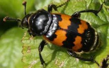 Le tue-l'amour d'une scarabée très mère poule