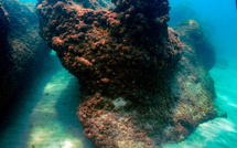 Les récifs coralliens ont franchi un "point de basculement" climatique, alertent 160 scientifiques