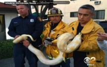 Chassé d'un restaurant, il se fâche et lâche un python géant