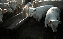 Dermatose bovine: les Pyrénées touchées après les Alpes et le Jura, réunion de crise vendredi