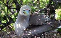 Six projets du Fenua récompensés par le programme TeMeUm pour la biodiversité