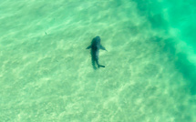 Dans le ciel, la mer, l'Australie à l'affût des attaques de requins
