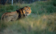 Sursis pour le lion Sylvestre, menacé d'être abattu