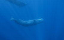 ​Des cachalots observés au large de Tautira