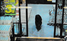 Japon: l'armée en renfort face à une vague d'attaques d'ours